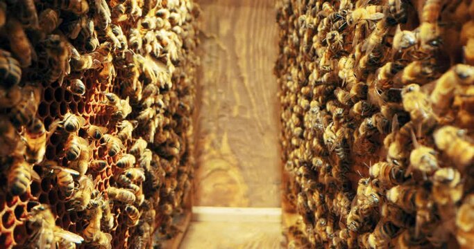 Selective focus macro footage bees on honeycomb working making tasty delicious honey collecting nectar pollen from flowers . Apiculture sericulture concept in countryside .