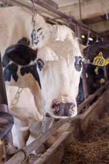 portrait of white holshtain cow at farm. dairy industry