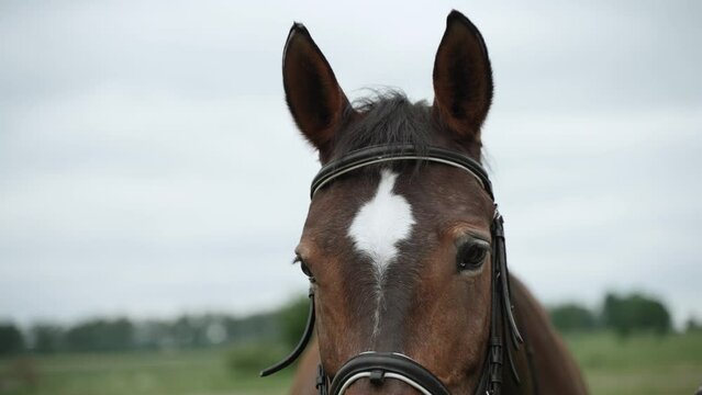 White spot on muzzle of horse in bridle, close-up. Animal moves ears.