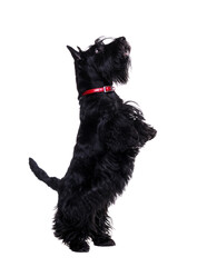 Black scottish terrier jumping on hind legs isolated on white