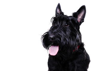 Closeup portrait of a black scottish terrier isolated on white