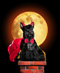 Dog in devil halloween costume sitting on chimney in the night