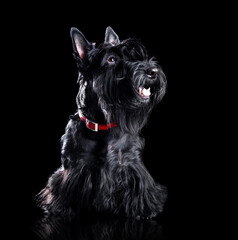 Low key portrait of a black scottish terrier isolated on black