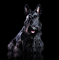 Low key portrait of a black scottish terrier