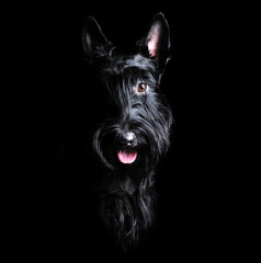 Low key portrait of black scottish terrier