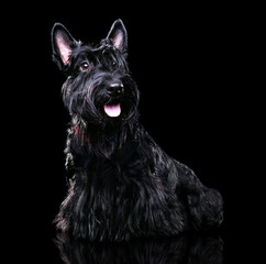 Portrait of a black scottish terrier on black background