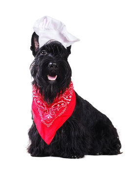 Black scottish terrie wearing cook hat