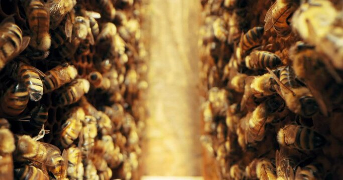 Wax cells. Honeycomb full of bees working on collecting making honey in beehives. Natural products insects colony in apiculture sericulture. Countryside concept .