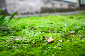 Integrity of the forest, national park. Beautiful green moss on the floor, moss close-up, macro. Beautiful background of moss with sunlight