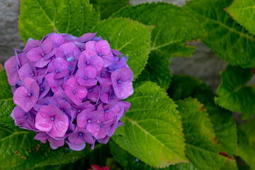 Selective focus of Hydrangea in the garden, Bushes of colorful purple blue ornamental flower with raindrops, Hortensia flowers are produced from early spring to late autumn, Natural floral background.