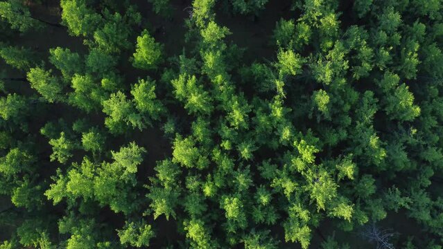 4k Above view of green trees outdoors in summer irrl. Aerial pic of crowns of tall trees or vegetation growing under open sky. Operator captures from drone of beautiful nature and rainforest in