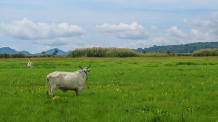 cows in the middle of rice fields