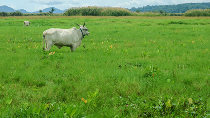cows in the middle of rice fields