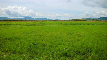 Fototapeta premium rice fields surrounded by hills and cloudy skies