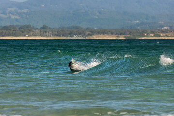 Fototapeta premium Hunting dolphin, Byron Bay Australia
