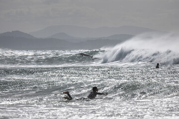 Surfing with dolphins, Byron Bay Australia