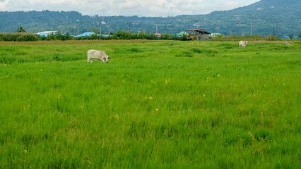 Fototapeta na wymiar rice fields surrounded by hills and cloudy skies