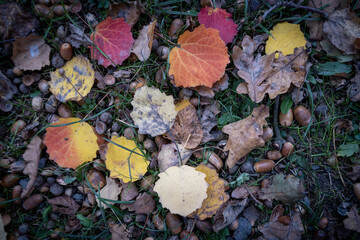 Autumn leaves on the ground.