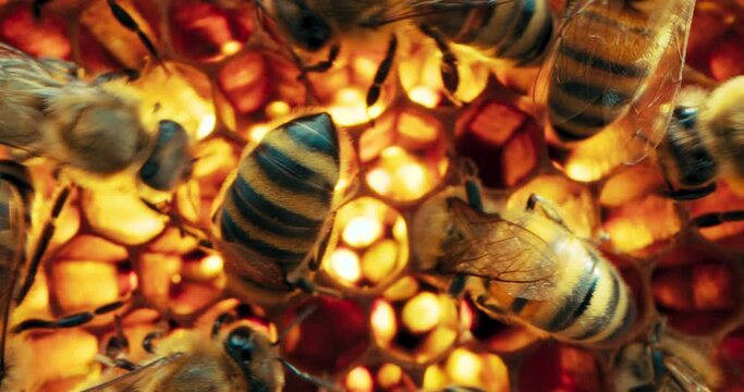 Selective focus macro footage bees on honeycomb working making tasty delicious honey collecting nectar pollen from flowers . Apiculture sericulture concept in countryside .
