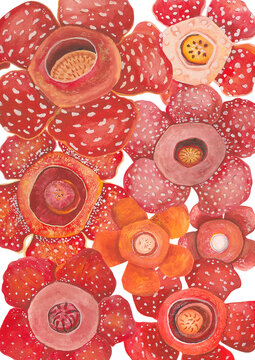 Philippine flora Rafflesiaceae A4 print