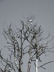 tree in the snow
