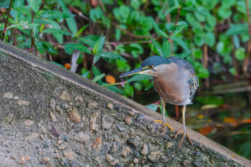 Striated Heron