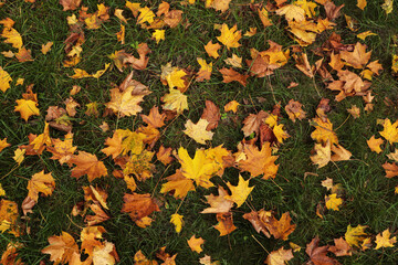 Dry leaves on green grass in autumn, above view