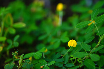 Yellow pinto peanut flower in the garden