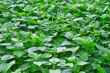 Perilla leaves used as various ingredients in Korean food, 한국인의 음식에 다양한 식재료로 쓰이는 들깻잎