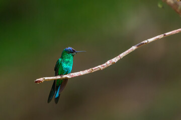Violet-capped Woodnymph