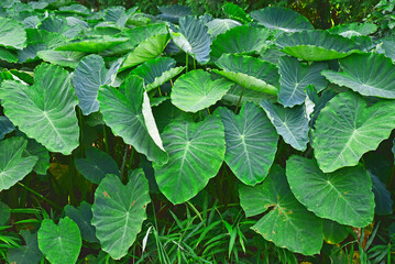 Fototapeta na wymiar Growing taro, which is used as a food ingredient in Korea, 한국인의 식재료로 다양하게 쓰이는 토란이 자라는 모습