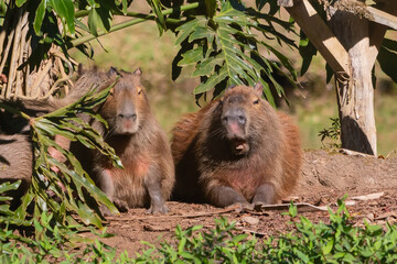 capybara