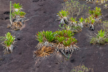 bromeliads on the rocks