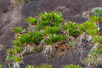 bromeliads on the rocks