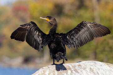 Double-crested cormorant (Nannopterum auritum) in autumn