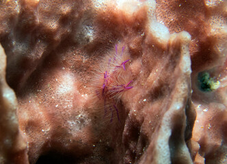 A Pink hairy squat lobster also known as Fairy crab Boracay Island Philippines