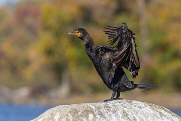 Double-crested cormorant (Nannopterum auritum) in autumn