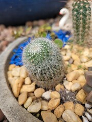 cactus in the garden