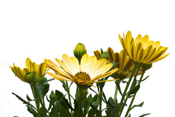Yellow daisy flowers and blooms on a white background.