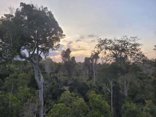 sunset in the forest