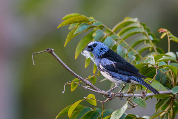 White-bellied Tanager