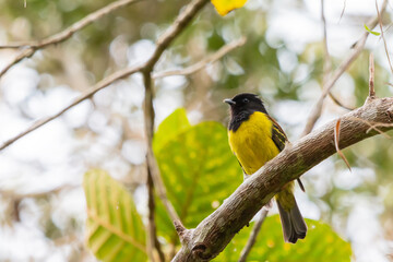 Naklejka premium Hooded Berryeater