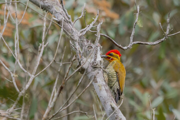 White-browed Woodpecker