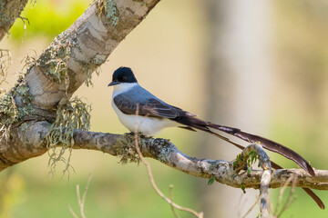 Southern Fork-tailed Flycatcher