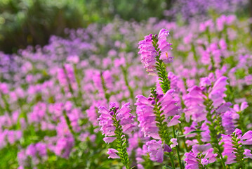 A horticultural plant in full bloom in the fieldPhysostegia virginiana, 
들판에 가득 피어난 원예식물인 꽃범의꼬리
