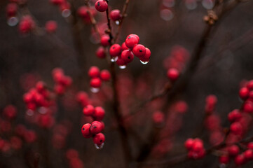 Red berries with water drops in winter.