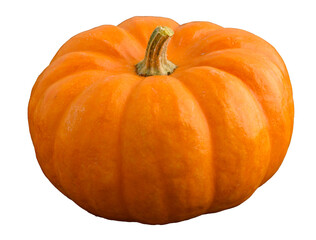 Mini pumpkin in traditional orange, fall harvest 
 - obrazy, fototapety, plakaty