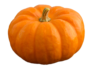Mini pumpkin in traditional orange, fall harvest 
