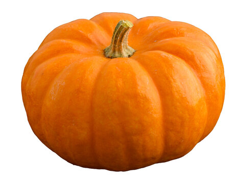 Mini pumpkin in traditional orange, fall harvest 
