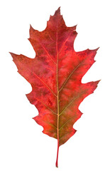 Red oak leaf in fall color, changes in nature
